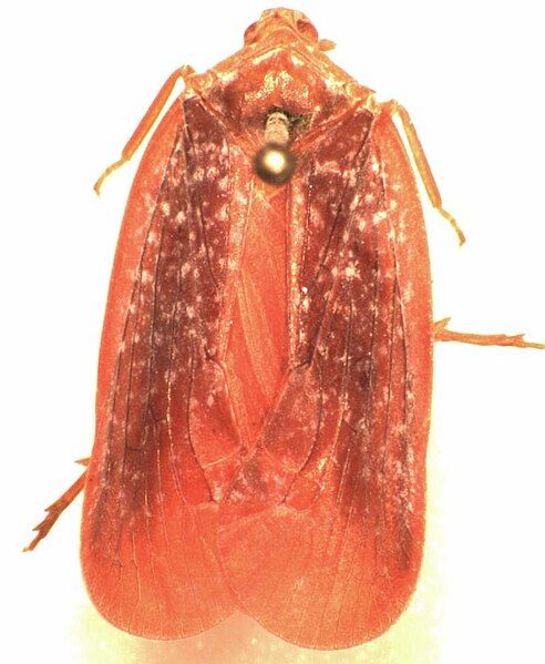 File:Achilus flammeus.jpg