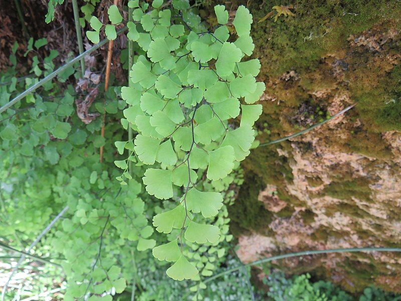 File:Adiantum capillus-veneris 2601.jpg