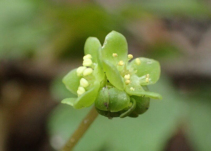 File:Adoxa moschatellina kz08.jpg