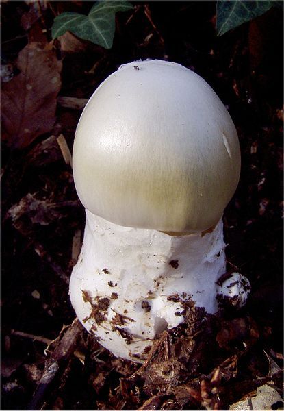 File:Amanita phalloïdes.jpg