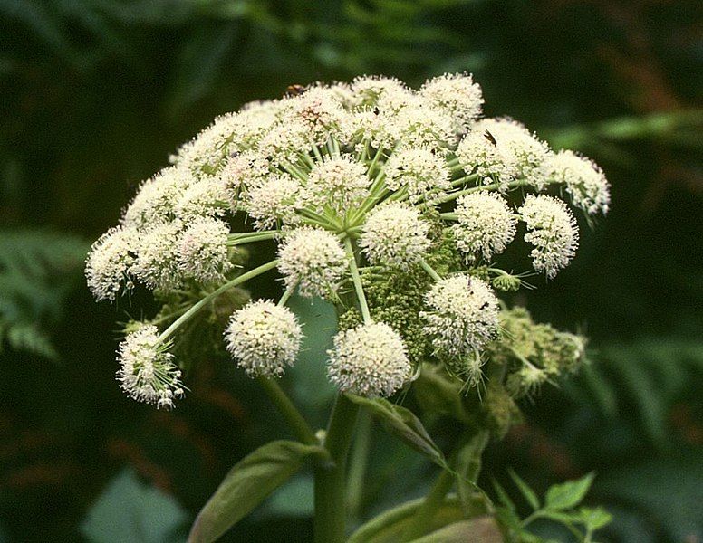 File:Angelica sylvestris 2.jpg