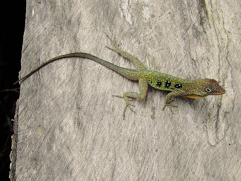 File:Anolis oculatus montanus.jpg