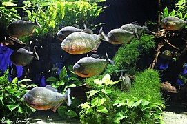 Aquarium with Piranhas