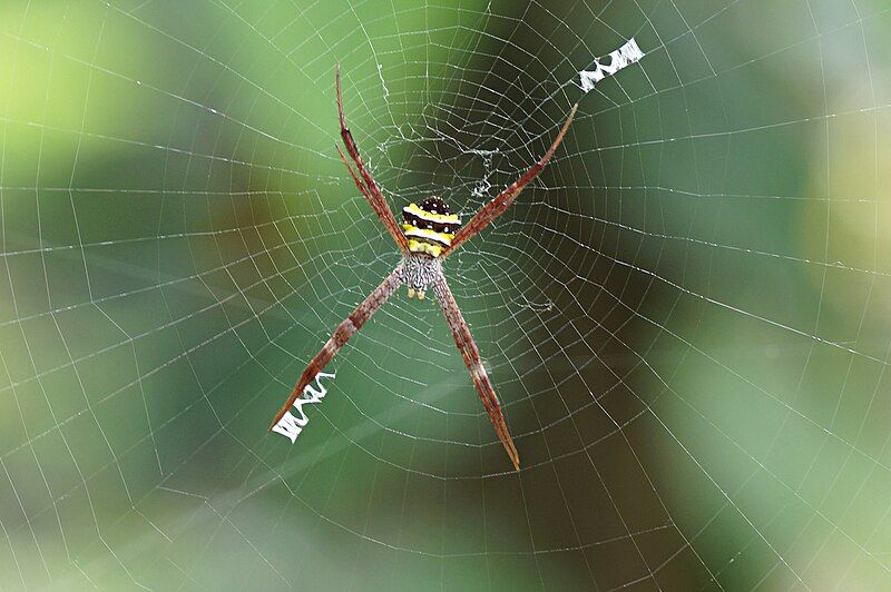 File:Argiope pulchella.jpg