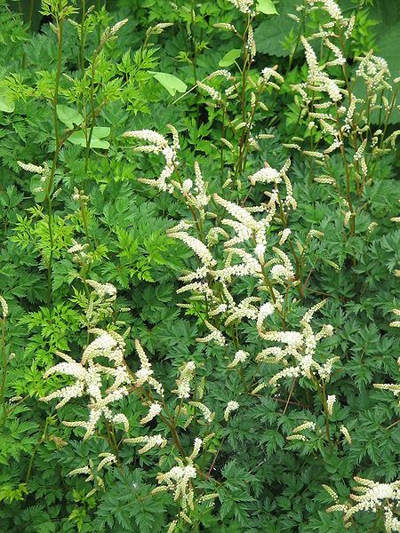 File:Aruncus aethusifolius01.jpg