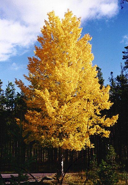 File:Aspen-PopulusTremuloides-2001-09-27.jpg