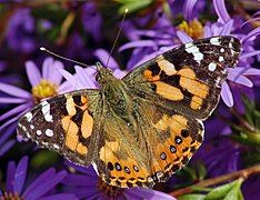 Vanessa kershawi, Australian painted lady