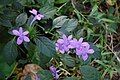 Barleria siamensis