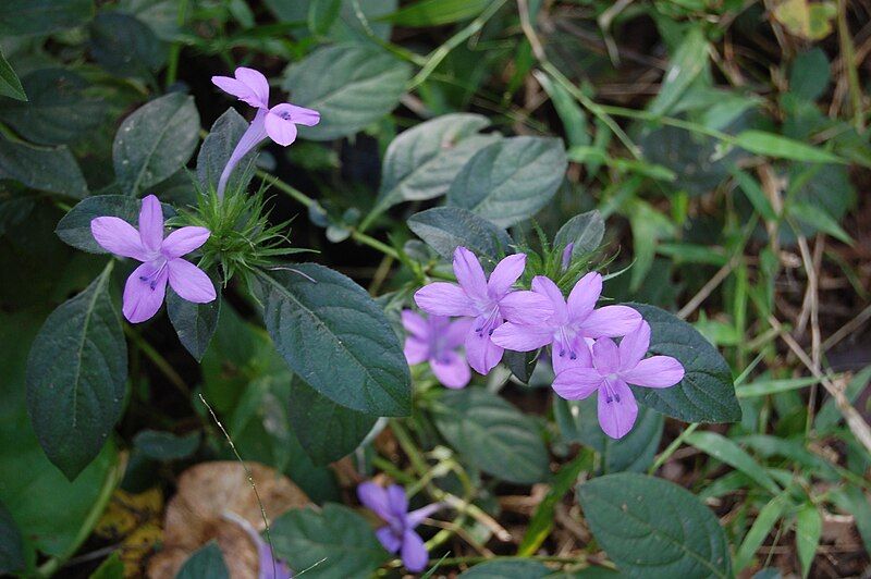 File:Barleria sp1.JPG