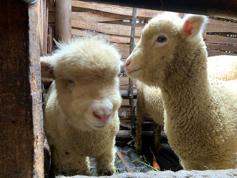 File:Batur Sheep.jpg