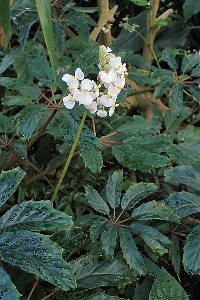 File:Begonia carolineifolia kz05.jpg