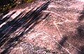 Aboriginal rock carving, Berowra area