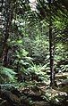 Rainforest pocket near Terrace Falls