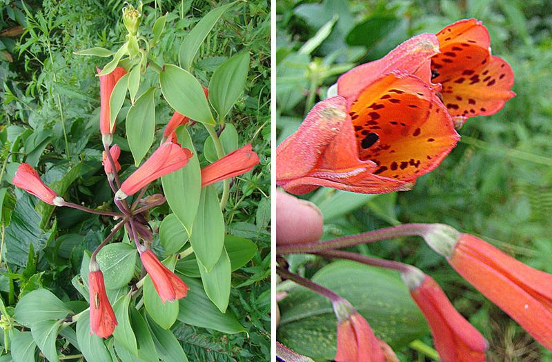 File:Bomarea acutifolia (9725807281).jpg