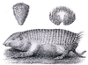 Greater fairy armadillo