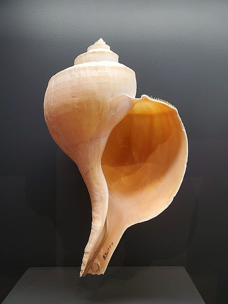 File:Busycotypus canaliculatus.jpg