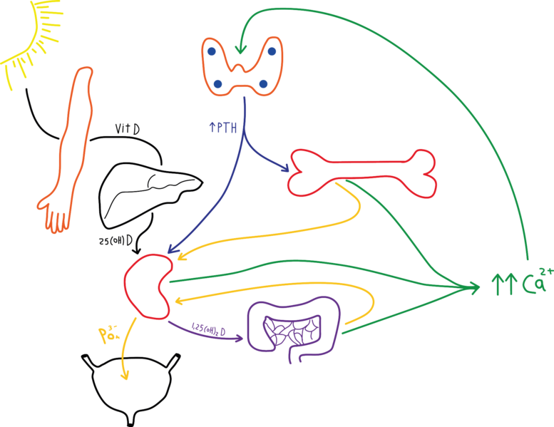 File:Calcium hemostasis.png