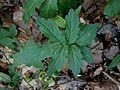 Cardamine bulbifera