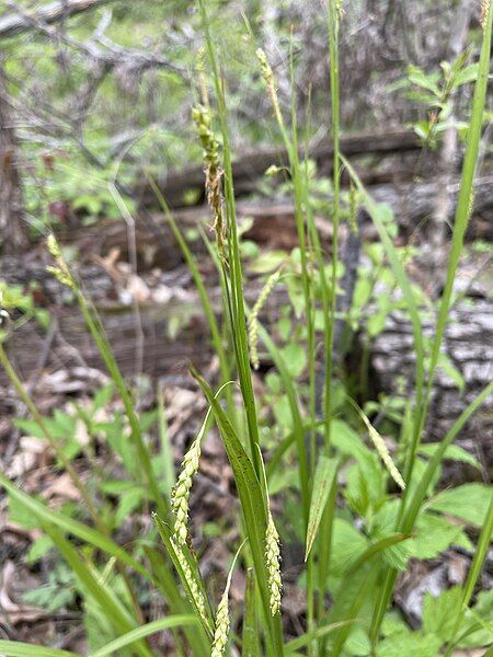 File:Carex formosa.jpg