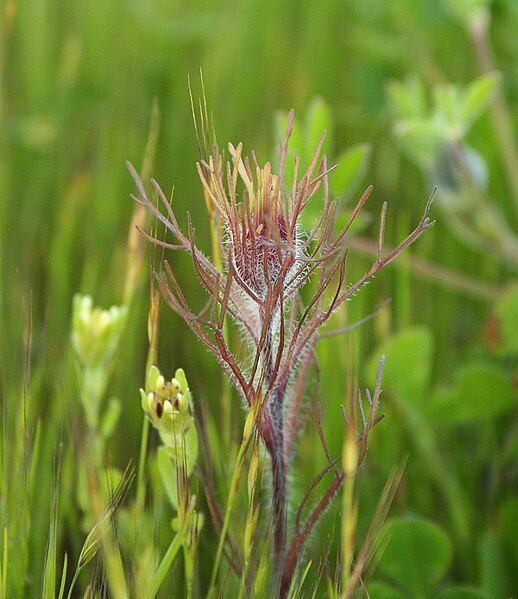 File:Castilleja exserta2.jpg