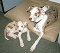 Catahoula Leopard Dog