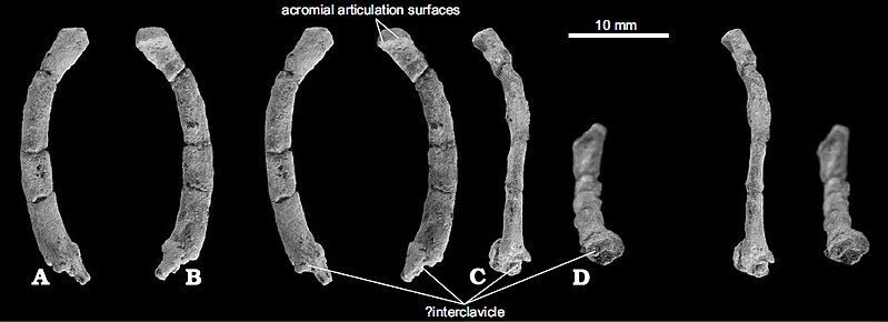 File:Catopsbaatar clavicle.jpg