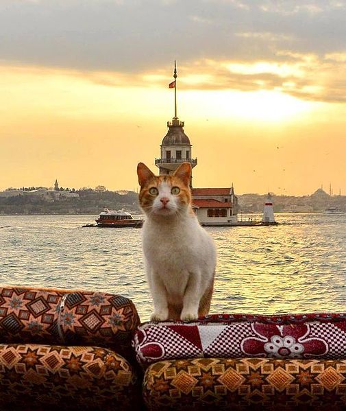 File:Cats of Istanbul.jpg