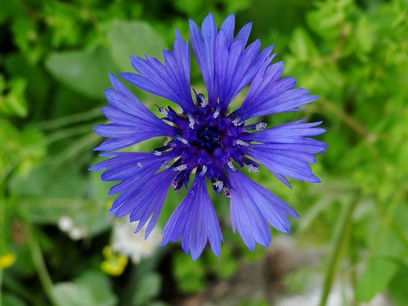 File:Centaurea cyanoides 10.JPG