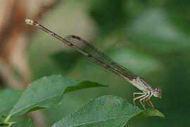 Ceriagrion glabrum female