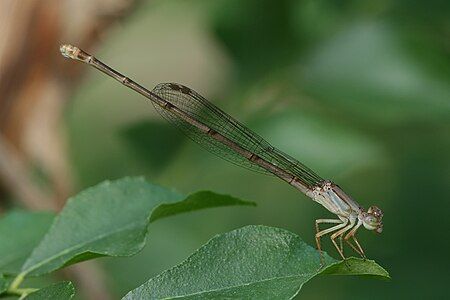 Ceriagrion glabrum, female, by Muhammad Mahdi Karim