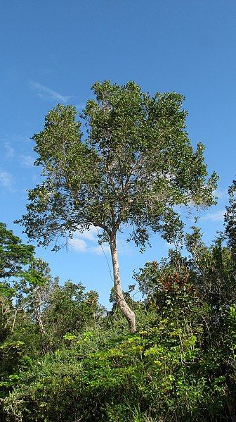 File:Chaetocarpus echinocarpus 1.jpg