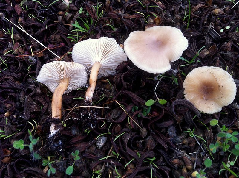 File:Clitocybe cistophila 512205.jpg