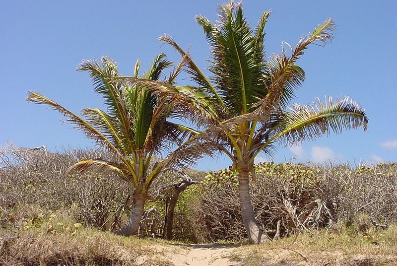 File:Coconut-palms-Martinique.we.jpg