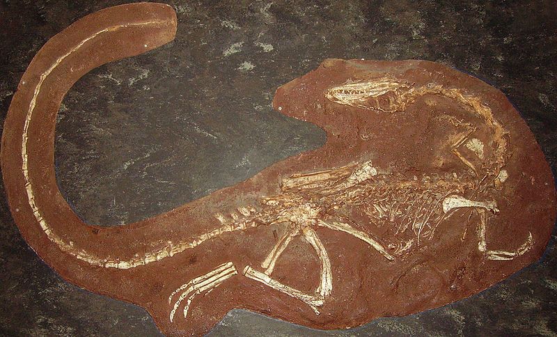 File:Coelophysis mount NHM2.jpg