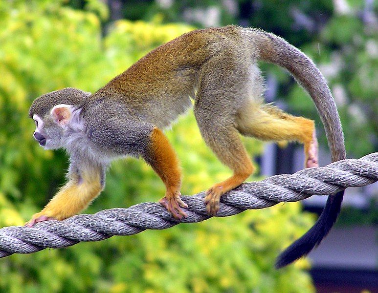 File:Common.squirrel.monkey.arp.jpg