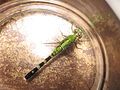 Eastern pondhawk