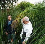 The large roots of this uprooted plant growing in a constructed wetlands indicate a healthy plant (Lima, Peru)