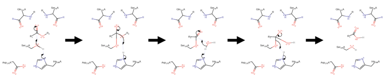 File:Cutinase Hydrolysis Mechanism.png