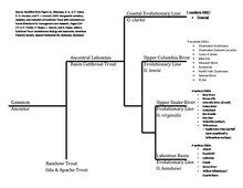 Drawing of Phylogenetic evolution map for cutthroat trout