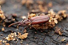 a small, brown bug with multiple antennae and legs, as well as a large appendage