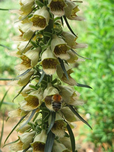 File:Digitalis ferruginea detail2.jpg