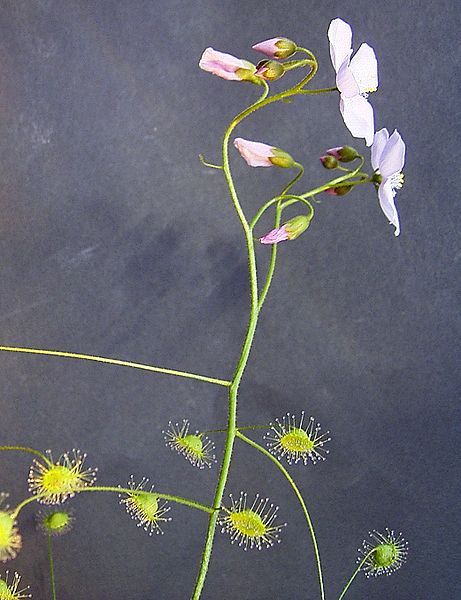 File:DroseraMacranthaInflorescence.jpg