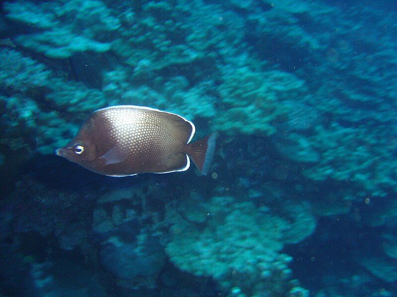 File:Easter Island Butterflyfish.jpg