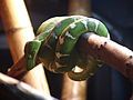 Emerald tree boa Corallus caninus at Wilmington's Serpentarium