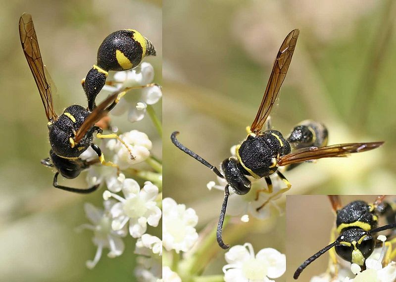 File:Eumenes pomiformis01.jpg