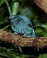 Fairy-bluebird - female