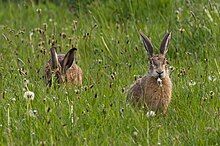 Photograph of a group of feeding hares