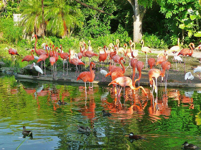 File:Flamingos Miami MetroZoo.jpg