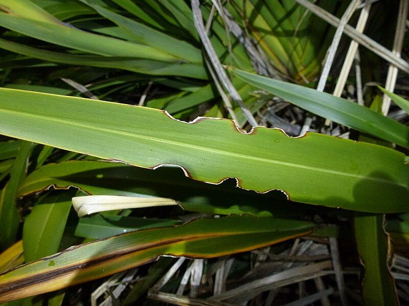 File:Flax weevil notch.jpg