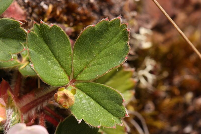 File:Fragaria virginiana 2410.JPG